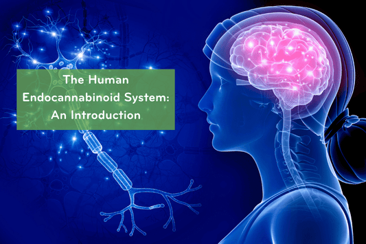 Endocannabinoid System Overview